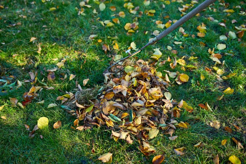 Old red rake in a pile of fall maple leaves, Raking autumn leaves on grass lawn, copy space.